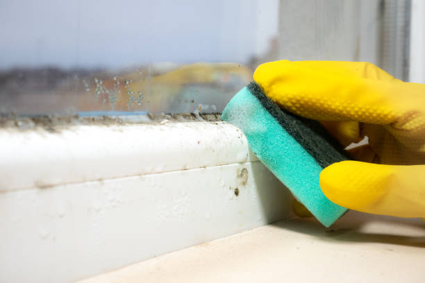 Best Local Mold Removal Service  in Brices Creek, NC