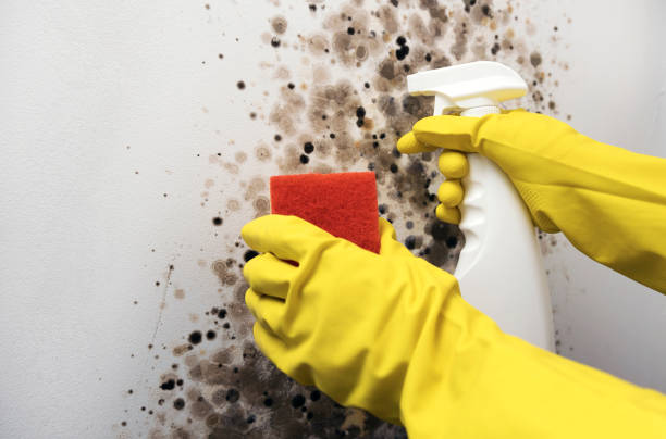 Professional Mold Removal in Brices Creek, NC